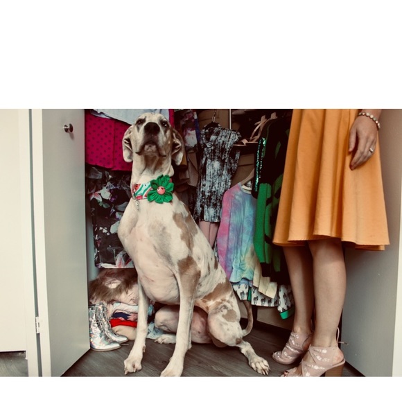 Meet your Poshers, Chelsea & Ophelia 🐾 - Picture 1 of 4